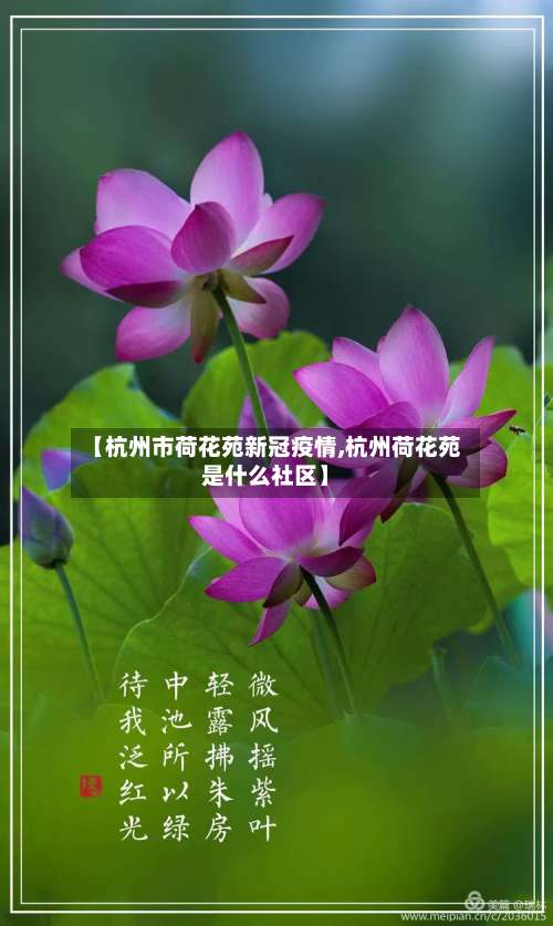 【杭州市荷花苑新冠疫情,杭州荷花苑是什么社区】