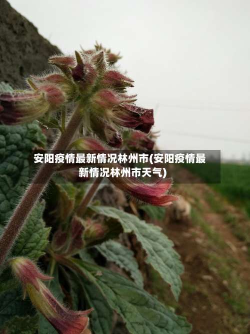 安阳疫情最新情况林州市(安阳疫情最新情况林州市天气)-第3张图片