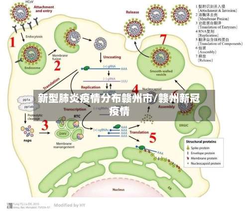 新型肺炎疫情分布赣州市/赣州新冠疫情