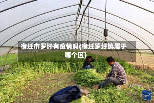 宿迁市罗圩有疫情吗(宿迁罗圩镇属于哪个区)