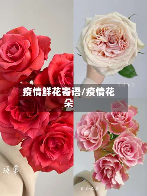 疫情鲜花寄语/疫情花朵-第2张图片