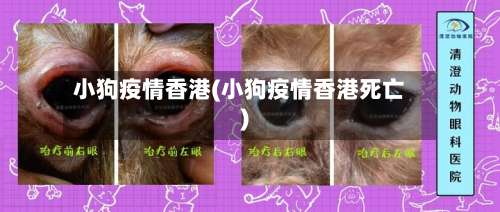 小狗疫情香港(小狗疫情香港死亡)-第2张图片