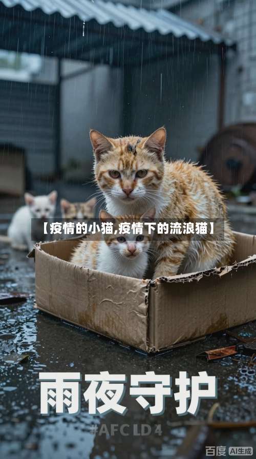 【疫情的小猫,疫情下的流浪猫】