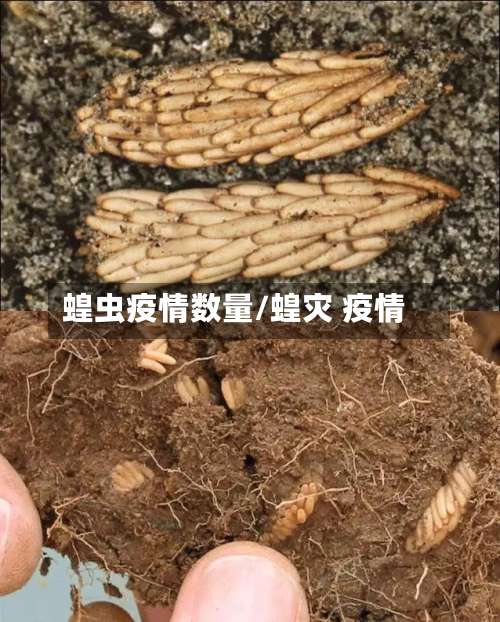 蝗虫疫情数量/蝗灾 疫情