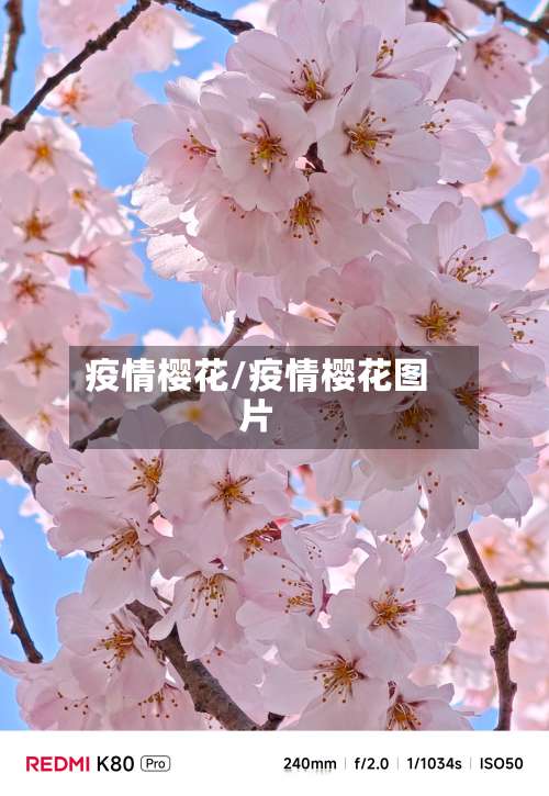 疫情樱花/疫情樱花图片
