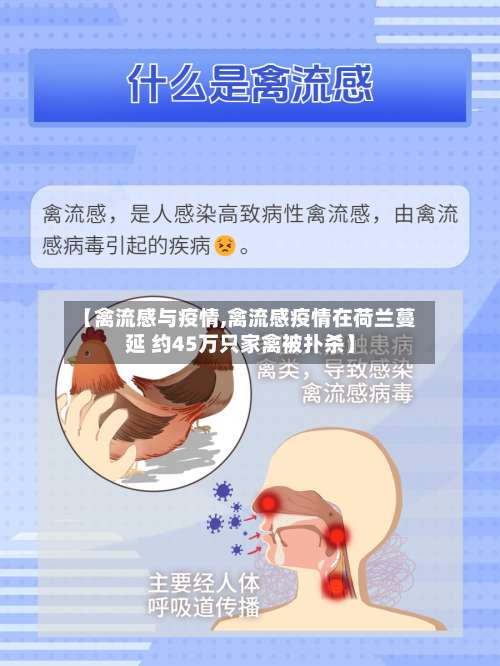 【禽流感与疫情,禽流感疫情在荷兰蔓延 约45万只家禽被扑杀】