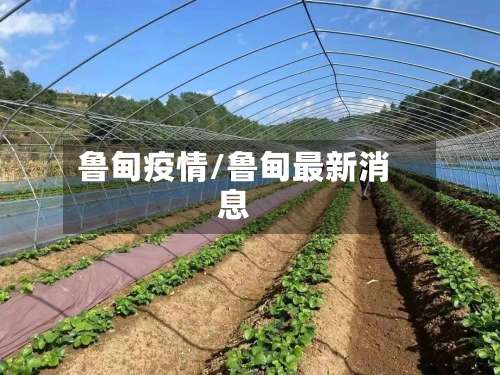 鲁甸疫情/鲁甸最新消息