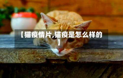 【猫疫情片,猫疫是怎么样的】-第2张图片