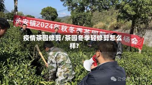 疫情茶园修剪/茶园冬季轻修剪怎么样?-第2张图片