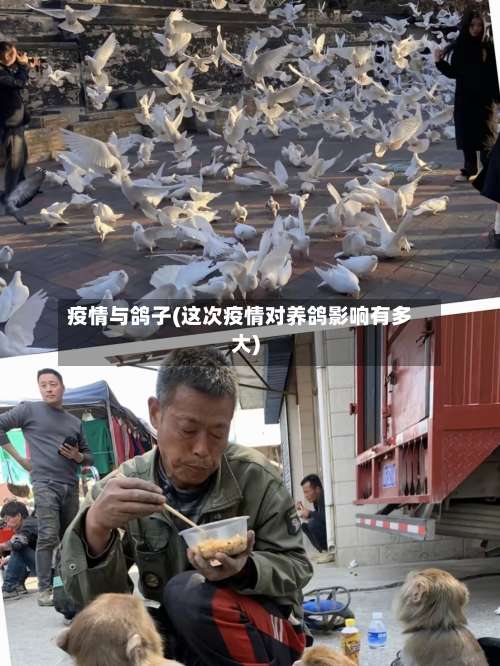 疫情与鸽子(这次疫情对养鸽影响有多大)-第3张图片