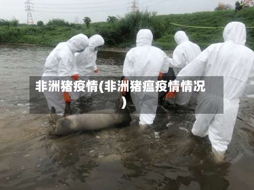 非洲猪疫情(非洲猪瘟疫情情况)