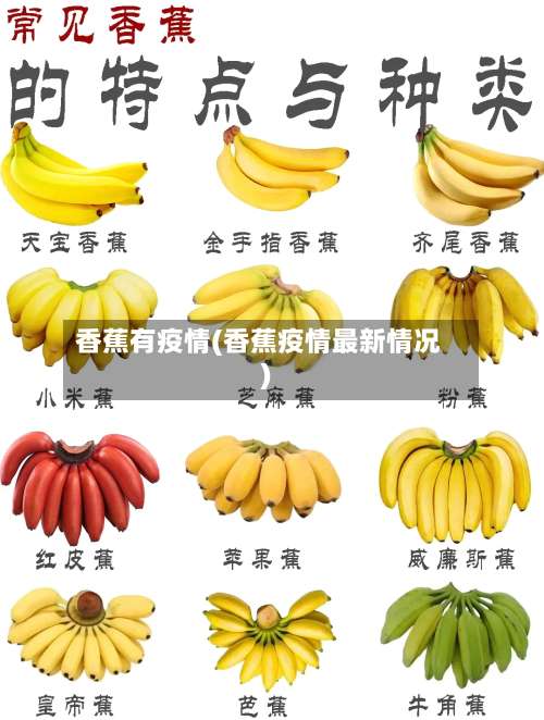 香蕉有疫情(香蕉疫情最新情况)-第2张图片