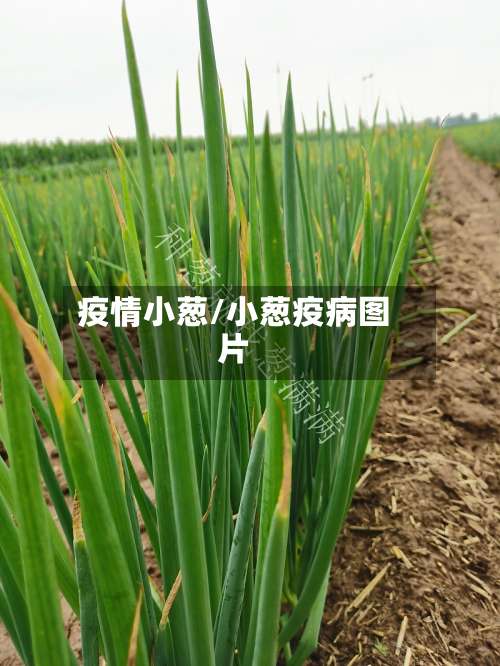 疫情小葱/小葱疫病图片-第3张图片