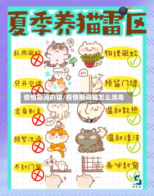 疫情期间的猫/疫情期间猫怎么消毒-第2张图片