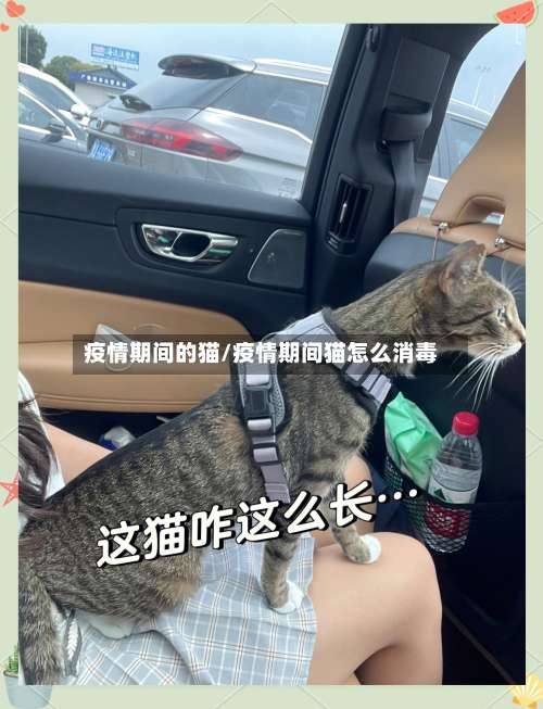 疫情期间的猫/疫情期间猫怎么消毒