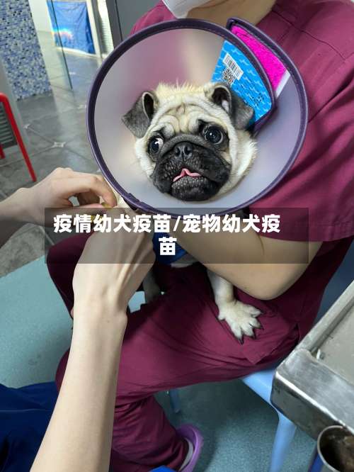 疫情幼犬疫苗/宠物幼犬疫苗-第2张图片