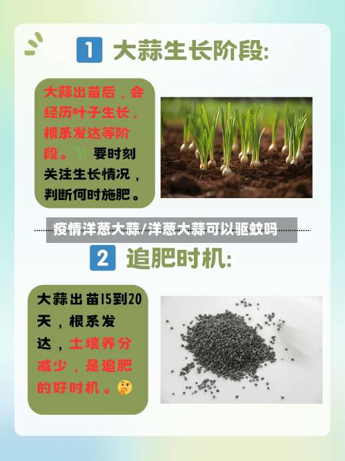疫情洋葱大蒜/洋葱大蒜可以驱蚊吗-第2张图片