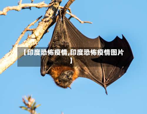 【印度恐怖疫情,印度恐怖疫情图片】
