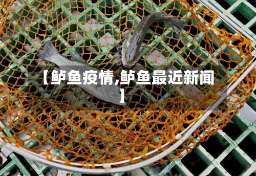 【鲈鱼疫情,鲈鱼最近新闻】