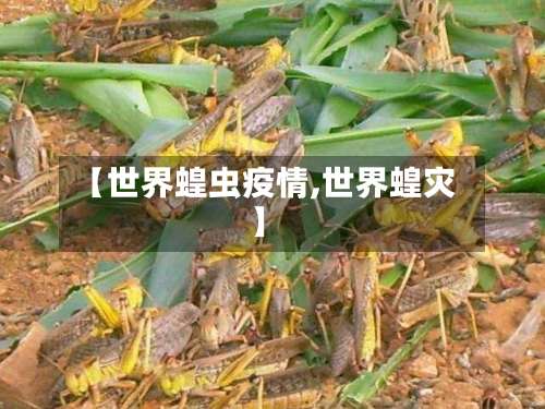 【世界蝗虫疫情,世界蝗灾】