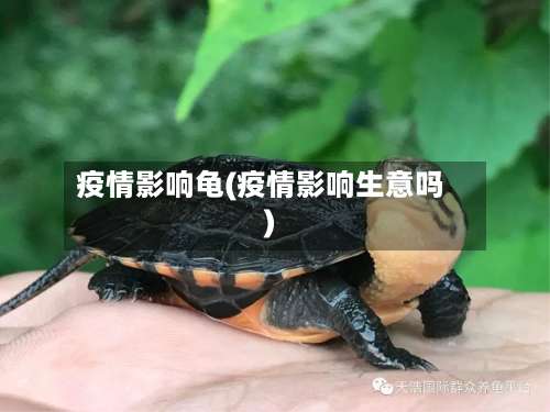 疫情影响龟(疫情影响生意吗)