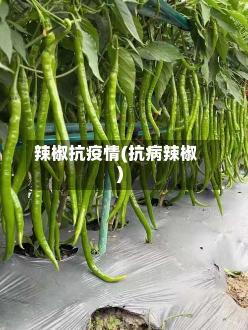 辣椒抗疫情(抗病辣椒)