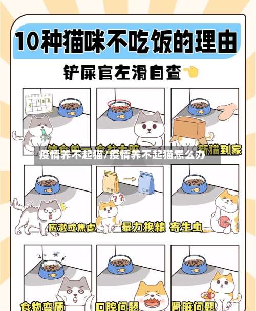 疫情养不起猫/疫情养不起猫怎么办-第2张图片