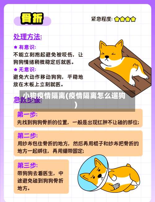 小狗疫情隔离(疫情隔离怎么遛狗)-第2张图片