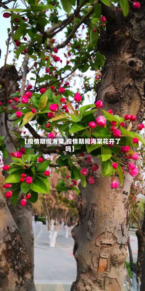 【疫情期间海棠,疫情期间海棠花开了吗】