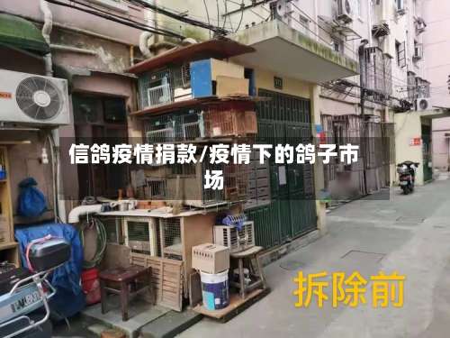 信鸽疫情捐款/疫情下的鸽子市场-第2张图片