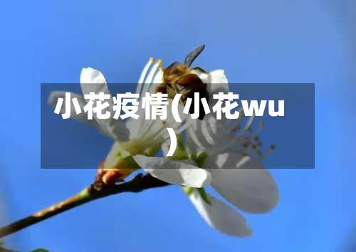 小花疫情(小花wu)
