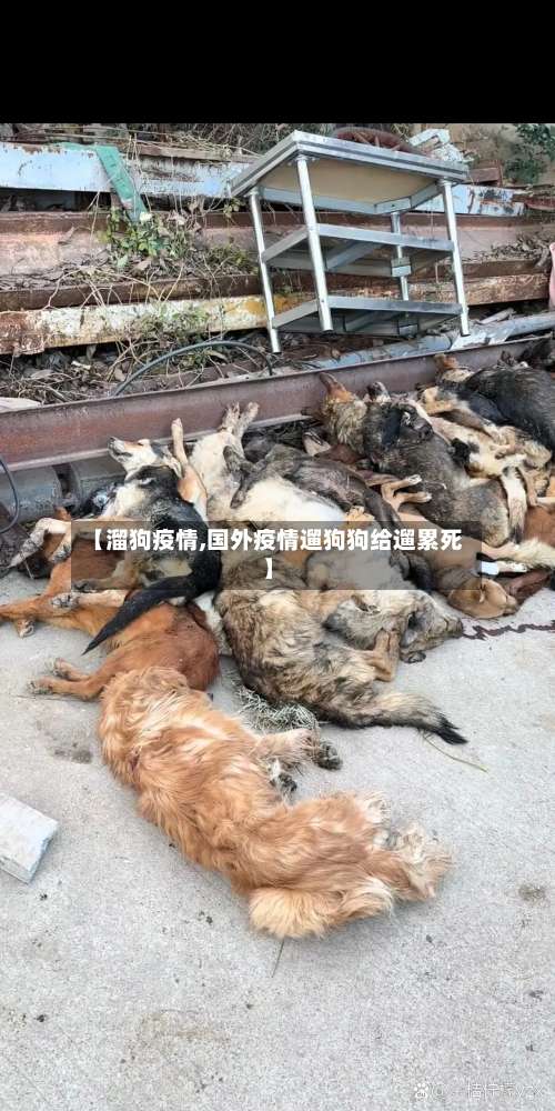【溜狗疫情,国外疫情遛狗狗给遛累死】-第3张图片