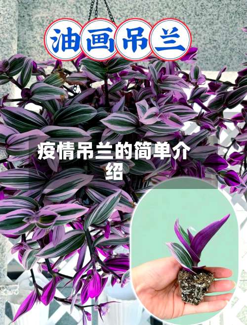 疫情吊兰的简单介绍