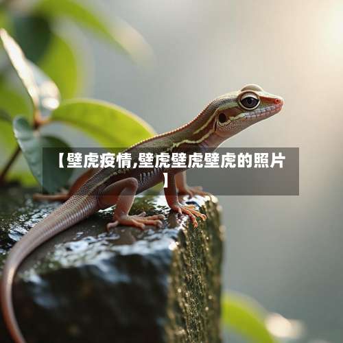 【壁虎疫情,壁虎壁虎壁虎的照片】