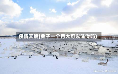 疫情天鹅(兔子一个月大可以洗澡吗)