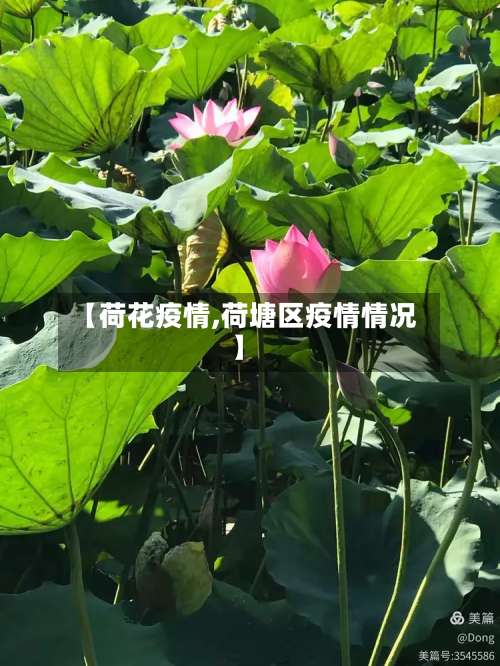 【荷花疫情,荷塘区疫情情况】
