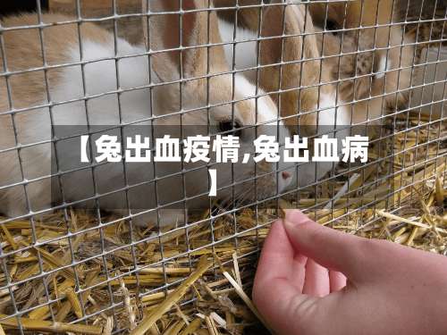 【兔出血疫情,兔出血病】-第3张图片
